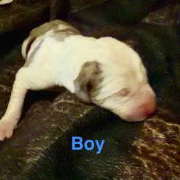 Boy 5 - Blue merle male Catahoula Leopard Dog puppy in Peyton, Colorado from Gunslinger Catahoulas