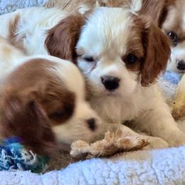 Cavalier King Charles Spaniel puppies from Hunter's Puppies