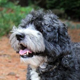 Nikki - Australian Labradoodle