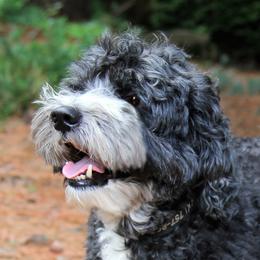 Nikki - Australian Labradoodle