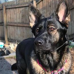 German Shepherds from Von Frohnhoefer German Shepherds