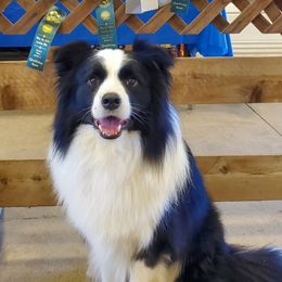 Kid - Border Collie