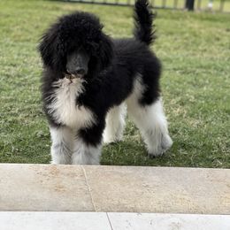 Poodle Puppies from Spanish Flower Standard Poodles