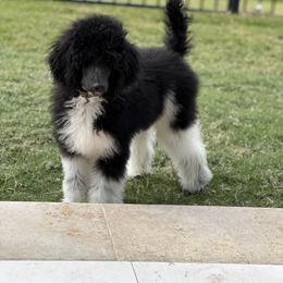 Poodle Puppies from Spanish Flower Standard Poodles