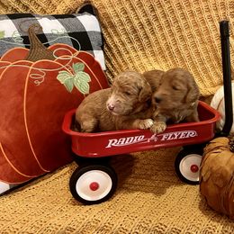 Goldendoodle Puppies from Labradoodleday