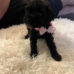 Peach - Black female Poodle puppy in Circleville, Ohio from Toy Poodle Love