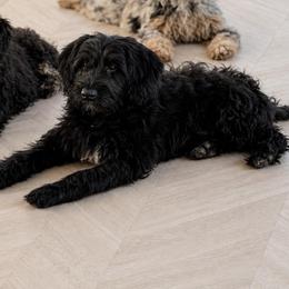 Bella - Black and white female Sheepadoodle puppy in North Royalton, Ohio from Johnson's Doodles