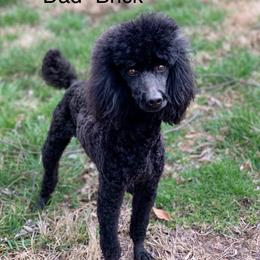 Brick - Poodle
