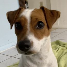 Russell Terriers from Geyliana's Russell Terriers