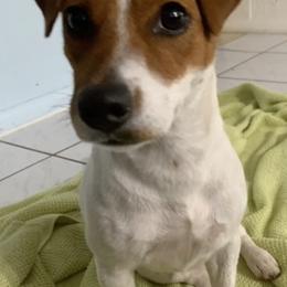 Russell Terriers from Geyliana's Russell Terriers