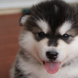 Albert Einstein "Al" - Alaskan Malamute puppy in Cokato, Minnesota from WinterStarz Alaskan Malamutes