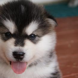 Albert Einstein "Al" - Alaskan Malamute puppy in Cokato, Minnesota from WinterStarz Alaskan Malamutes