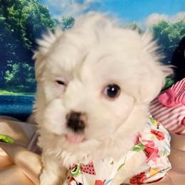 Angel fire - White female Bichon Frise puppy in Lavon, Texas from Sissy’s Heavenly Paws