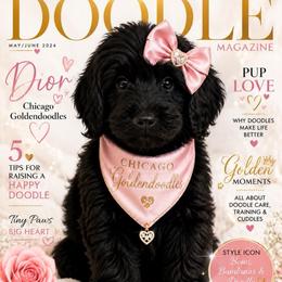 Dior  grey collar - Silver female Goldendoodle puppy in Aurora, Illinois from Chicago Goldendoodles