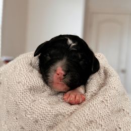 Flare, Girl - Black and white female Bernedoodle puppy in Maricopa, Arizona from Desert Ridge Doodles