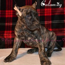 Calamity Jane - Tiger female Perro de Presa Canario puppy in El Paso, Texas from Mesquite Creek Kennels