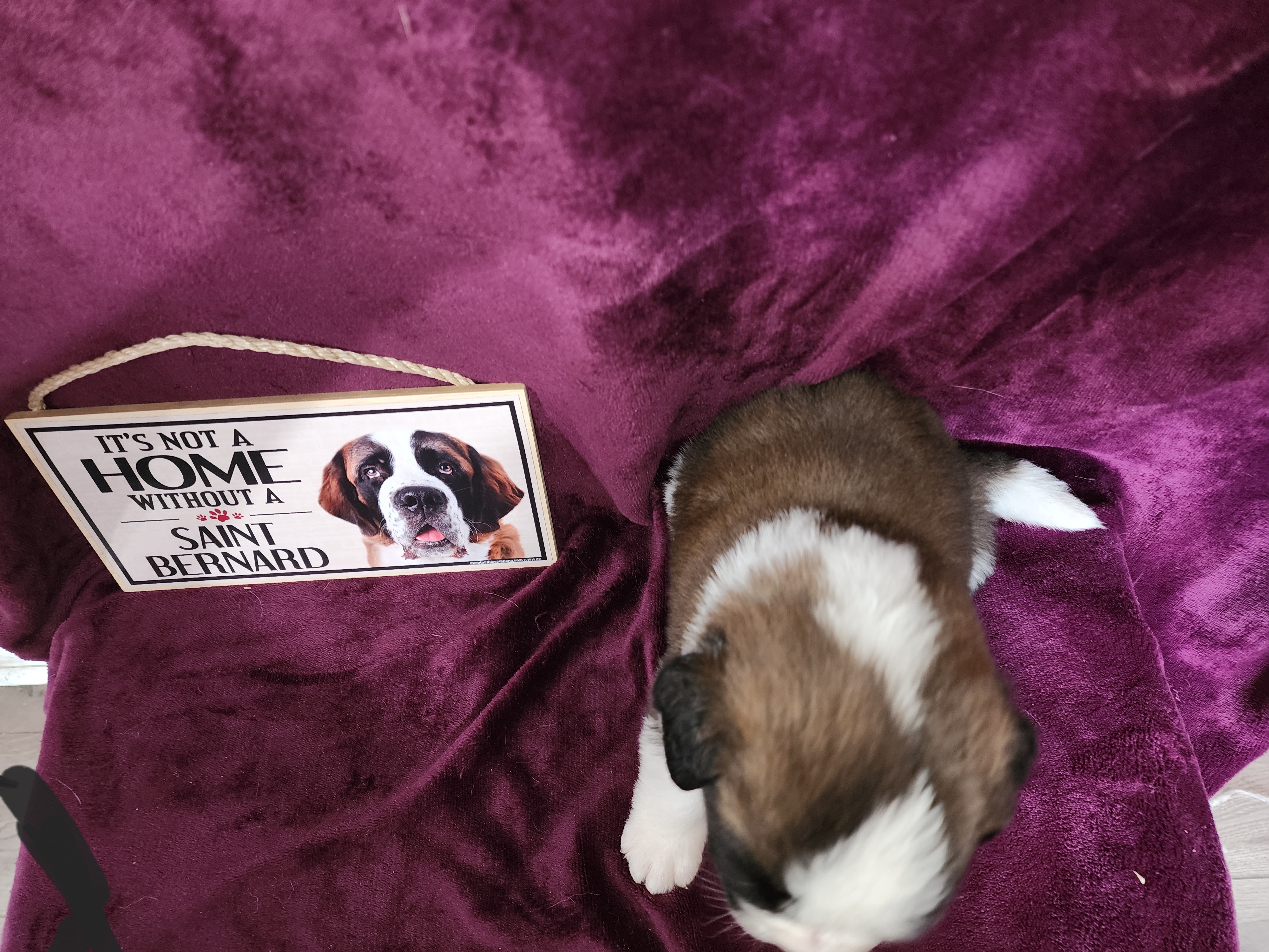 Saint Bernard Puppies from Tonya Tate's Saint Bernards