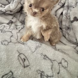 Sarah - Chocolate blue female Chihuahua puppy in Williamsburg, Virginia from PAWSitive Cheeky Chihuahuas