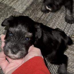 Yellow collar - Black and silver female Miniature Schnauzer puppy in La Fayette, Georgia from Daniels Mini Schnauzers
