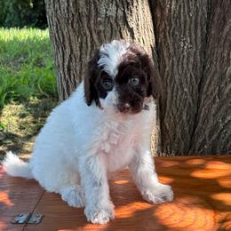 Baloo - Tri-color male Bernedoodle puppy in Rising Sun, Indiana from Ruby Lane Doodles