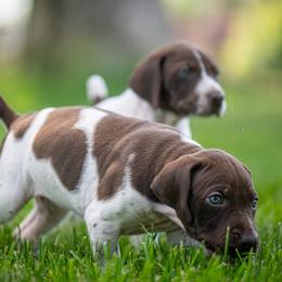 Girl 5 - female German Shorthaired Pointer puppy in Pasco, Washington from TJ’s High Country Kennel