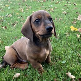 Dachshund Puppies from Hidden Haven Dachshunds