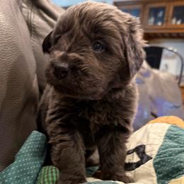 Grit - Gray male Newfoundland puppy in Saukville, Wisconsin from Crossroads Canines ~ Newfoundland Dogs
