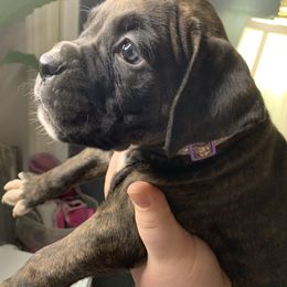 Boxer Puppies from Georgia Boxer Puppies