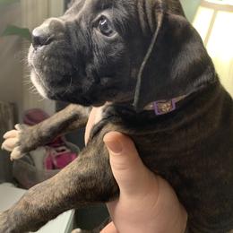 Boxer Puppies from Georgia Boxer Puppies
