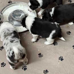 Border Collie Puppies from Roaring River Border Collies