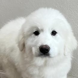 Great Pyrenees from Polar Light Great Pyrenees