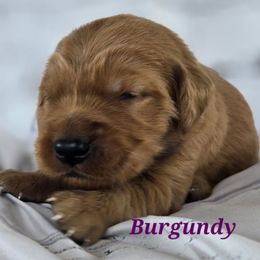 Burgundy - Dark golden male Golden Retriever puppy in Taft, Tennessee from McGraw's Fetching Pups