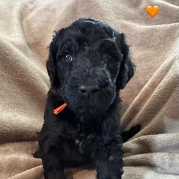 Rowan (Orange Collar Boy) - Black male Poodle puppy in Breckenridge, Texas from Cates Standard Poodles