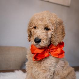 Penny - Red  female Poodle puppy in Leonard, Texas from Laird Farms