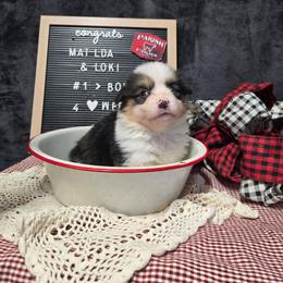 1 blue collar boy - Black and tan male Pembroke Welsh Corgi puppy in Harrisburg, Illinois from Parish Corgis