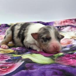 Havana - Blue merle female Australian Shepherd puppy in Jameson, Missouri from Sky Creek