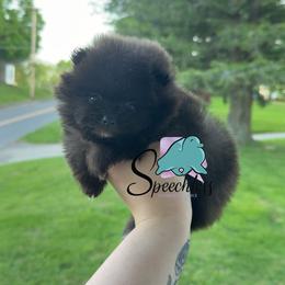 Rita- 4800.00 dollars - Black female Pomeranian puppy in Perry County, Ohio from Speechless Pom’s