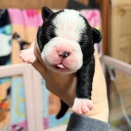 Snickers - Black and white male Boston Terrier puppy in Monroeton, Pennsylvania from Molly & Hailey’s Boston Terrier Pups