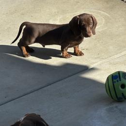 Dachshund Puppies from Empire's Dachshunds