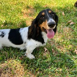 Deion - Dachshund