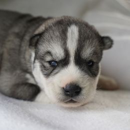 Emberlyn - Agouti and white female Siberian Husky puppy in Wiscasset, Maine from Running with Huskies