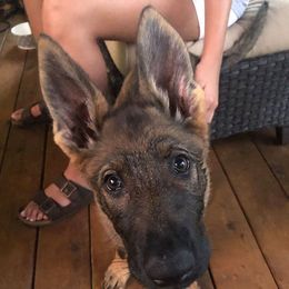 German Shepherd Puppies from Kennel z Aksamit