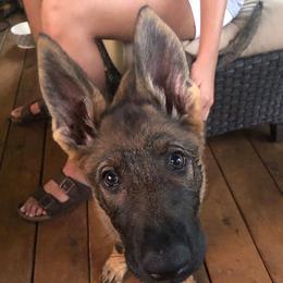 German Shepherd Puppies from Kennel z Aksamit