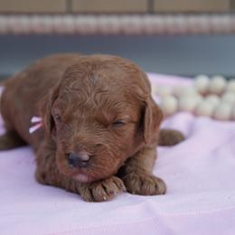 Belle - Red  female Goldendoodle puppy in Lancaster, Pennsylvania from Henriquez Puppies