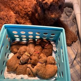 Goldendoodle Puppies from Alabama Angel Goldendoodles