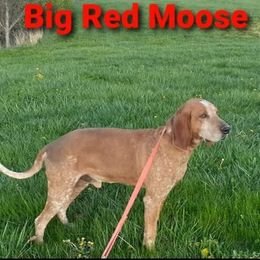 American English Coonhounds from Tri-State English Kennel