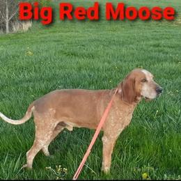 American English Coonhounds from Tri-State English Kennel