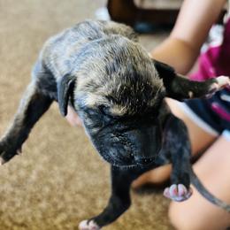 Light brindle - Brindle male Great Dane puppy in Devine, Texas from Texas Devine Danes & Aussies