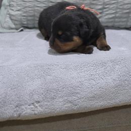 Peach collar male - Black and mahogany male Rottweiler puppy in San Antonio, Texas from VHWilliamsRottweilers
