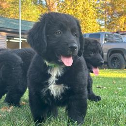 Lime green - female Golden Mountain Dog puppy in Montrose, Michigan from Birch and Arrow Farm